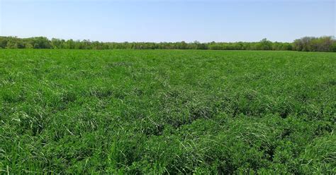 Observations In Agriculture Alfalfa And Orchard Grass Hay