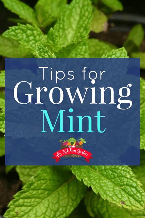 Quick And Easy Tips For Growing Mint The Kitchen Garten