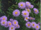 Images of Fall Blooming Daisy Like Flower