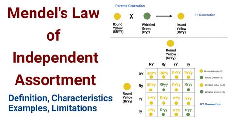 Mendel's Law of Independent Assortment- Definition, Examples, Limitations