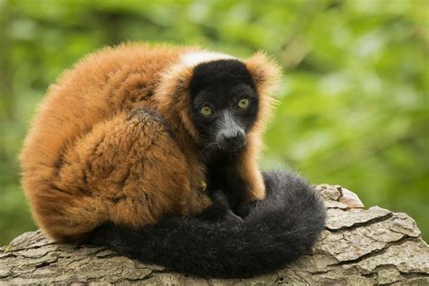 Image Result For Red Lemurs Lemur Marwell Zoo Red