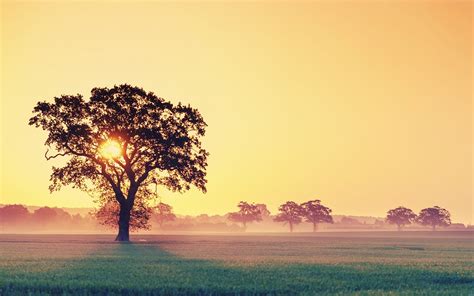 Tree Silhouettes In The Misty Sunrise Nature Hd Wallpaper 1920x1200 2798