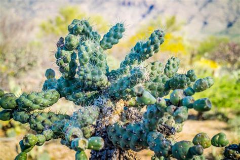 Chain Fruit Cholla Cactus In Saguaro National Park Arizona Stock Image