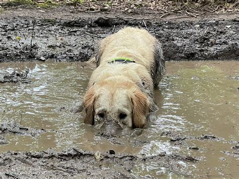 Why Do Dogs Love Muddy Puddles