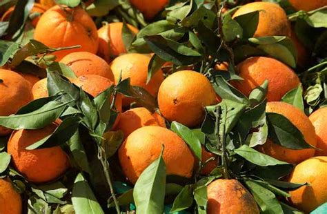 Maltese Orange Tree Minneopa Orchards