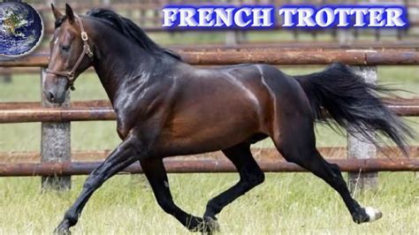 Top Beautiful French Trotter In The World Youtube