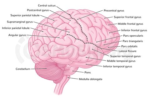 Anatomy Of The Cerebral Cortex Osmosis