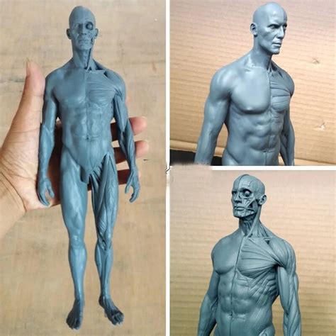 Free Shipping 30cm Human Musculoskeletal Anatomical Sculpture Reference