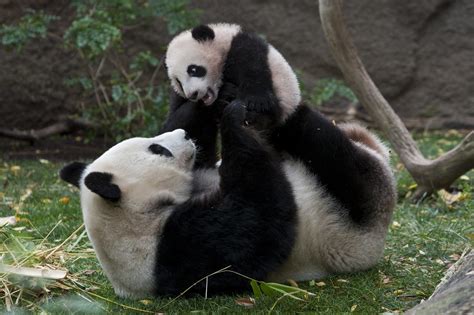 San Diego Zoos Bai Yun Is A Giant T To Science The