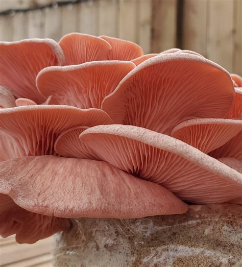 Growing Mushrooms Using A Casing Layer Freshcap Mushrooms