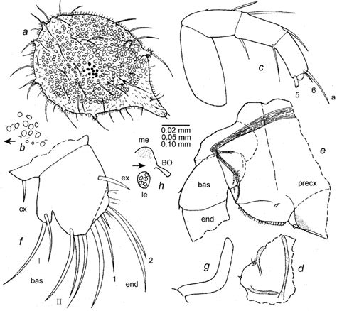 Eusarsiella Syrinx New Species Paratype Usnm 1021467 Instar Iii Download Scientific Diagram