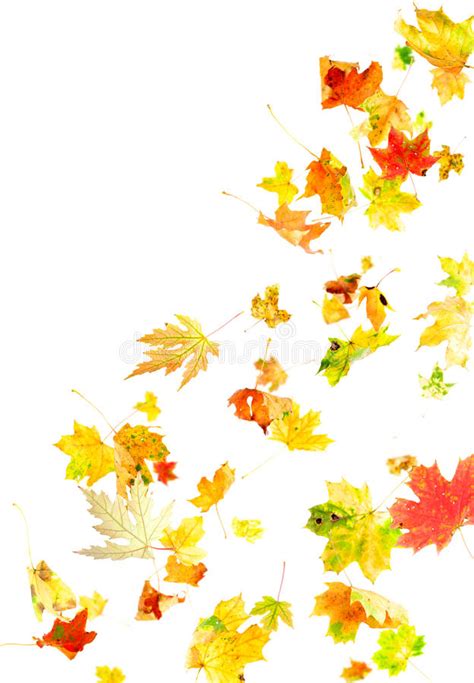 Falling Maple Leaves Stock Image Image Of Composition 15874647