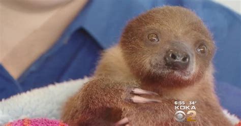 National Aviary Auctioning Off Baby Sloth Naming Rights Cbs Pittsburgh