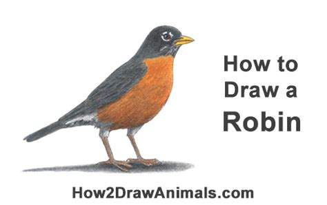 How To Draw An American Robin Video And Step By Step Pictures