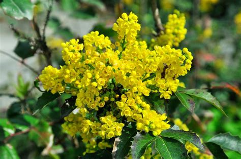 Mahonia Où Et Quand Planter Taille Conseils Entretien