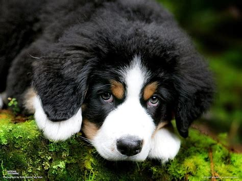 Cute Bernese Mountain Dog Hd Wallpaper Pxfuel