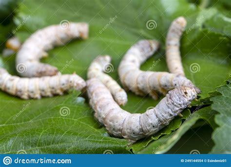 The Silkworm Is The Larva Or Caterpillar Of The Domestic Silkmoth
