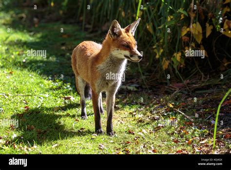 An Urban Red Fox Stock Photo Alamy