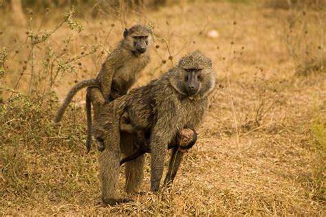 Mating Baboons Stock Photos Pictures And Royalty Free Images Istock
