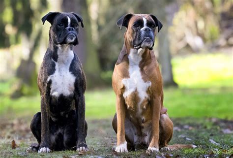 10 Things You Should Know Before Owning A Boxer
