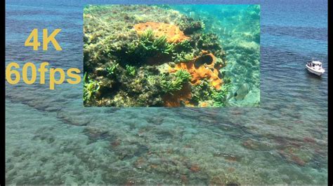 1585 se macarthur blvd, stuart, fl. Diving and Flying over Bathtub Reef, Stuart, Florida, 4K ...