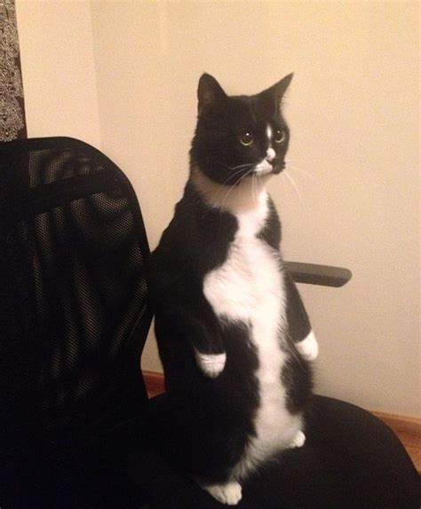 Cats Standing Up Funny Animal Photos Funny Animals Funny Cat Memes