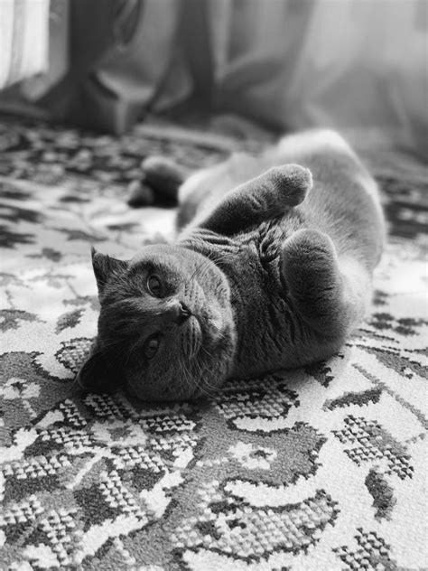 A Black And White Photo Of A Cat Laying On Its Back With Its Paws In