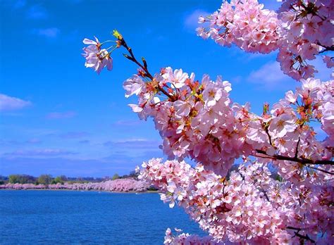 The Beauty Of Creation Cherry Blossom Japan Cherry Blossom