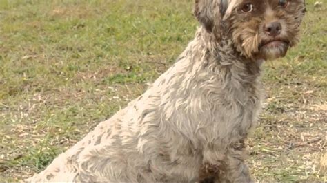 Tonik Dog With Human Face Up For Adoption Youtube