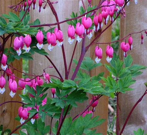 17 Spring Blooming Perennials Evergreens And Bulbs Early Spring