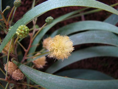 Acacia Koaia Koaiʻa Koaiʻe Or Dwarf Koa Fabaceae Legume Flickr