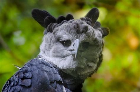 20 Harpy Eagle Facts Bird Advisors