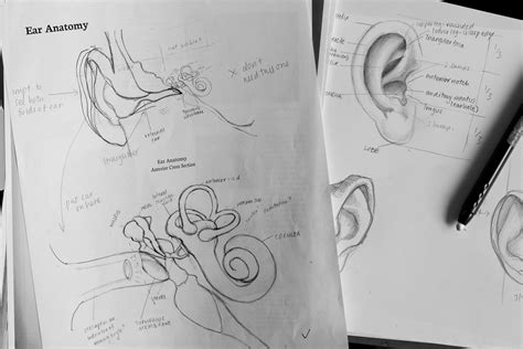 Ear Anatomy For Visual Guide To Ent Pathology On Behance