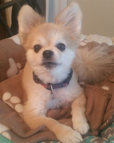 Pomeranian Chihuahua