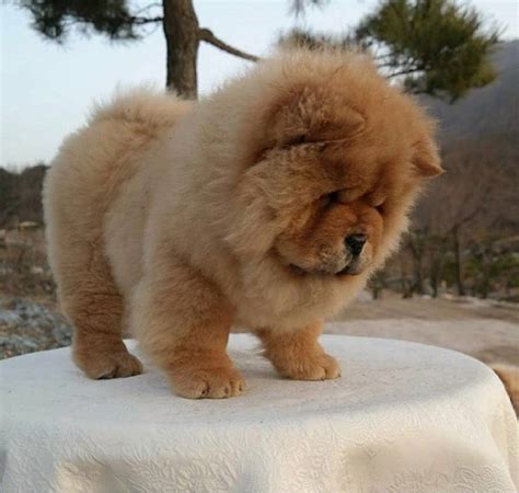 14 Lovely Pictures Of Chow Chows To Make You Fall In Love With Them