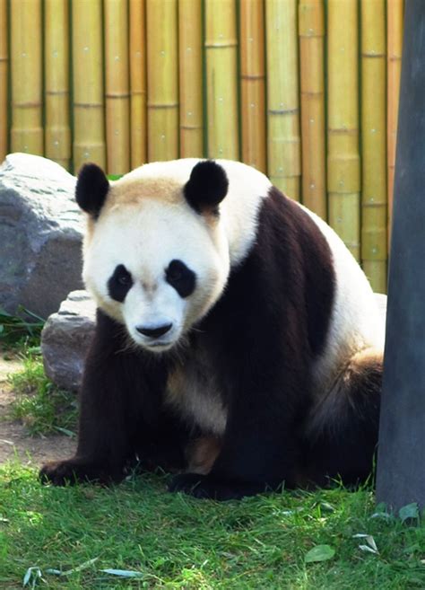 Toronto Zoo Giant Pandas Bramans Wanderings
