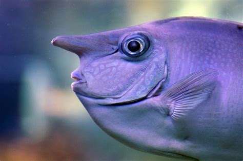 Free Images Underwater Beak Hawaii Fauna Close Up Aquarium