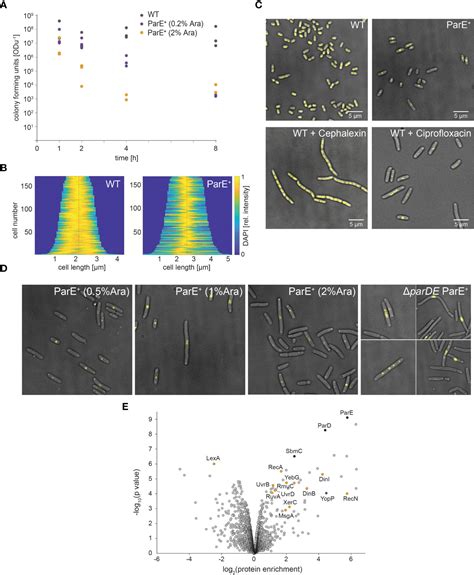 Frontiers A ParDE Toxinantitoxin System Is Responsible For The