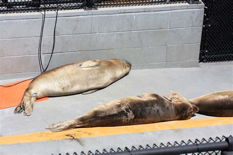 A Visit To The Marine Mammal Center Marin Mommies