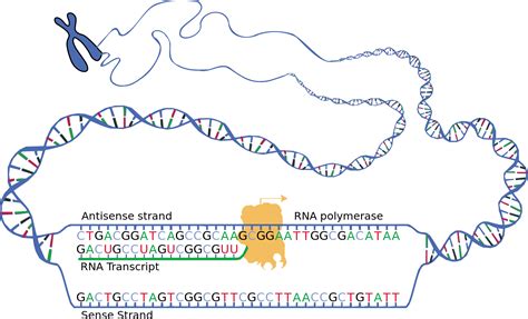 Transcription From Dna To Mrna Mt Hood Community College Biology 102