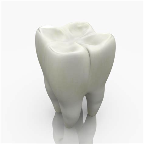 3d Model Tooth