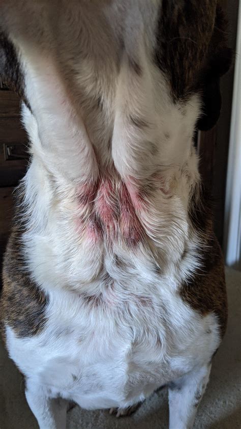 What Is This Rash On My Dogs Neck Rdogcare