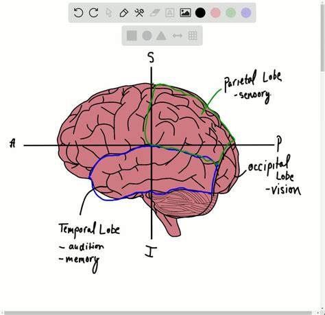 Solvedlist The Three Major Parts Of The Brain An