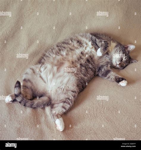 Funny Fat Cat Sleeping On Its Back In A Home Bed Stock Photo Alamy