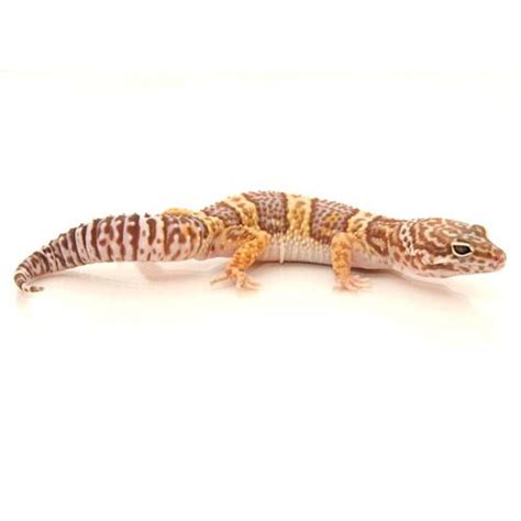 Best 25 Leopard Gecko Morphs Mypetcarejoy