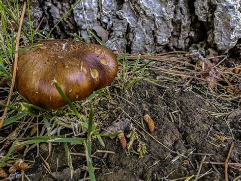 Mushroom Growing In Grass Free Stock Photo Public Domain Pictures