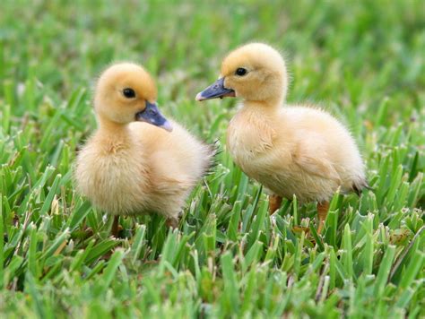 Two Ducks Ducklings Muscovy Ducklings Cute Animals