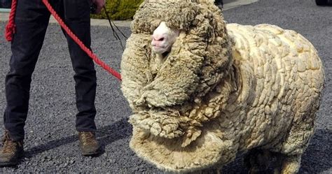 Til About Shrek A Merino Sheep That Escape His Enclosure And Evaded Shearers For Six Years By
