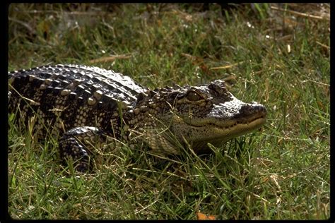 Alligator mississippiensis | The Reptile Database