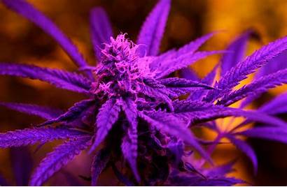 Marijuana Plant Washington Drug Lottery Canada Under